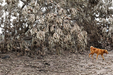 A dog walks past trees covered with ash after the eruption of the Fuego volcano in San Miguel Los Lotes in Escuintla, Guatemala, June 8, 2018. REUTERS/Carlos Jasso
