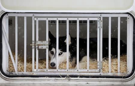 A dog looks out of his cage before the Sedivackuv Long dog sled race in Destne v Orlickych horach, Czech Republic, January 25, 2019. REUTERS/David W Cerny