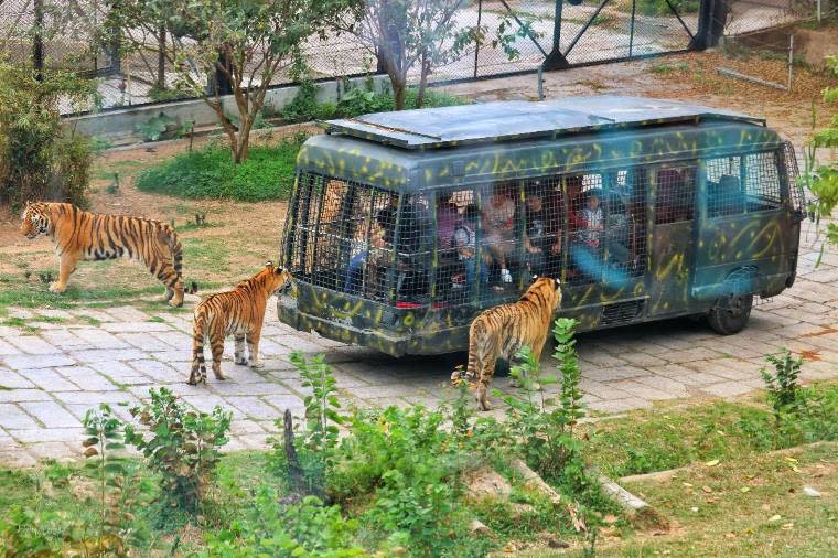 深圳野生動物園門票優惠41折！港澳居民限定每位$99玩齊3大園區、盡覽近萬隻野生動物＋動物表演