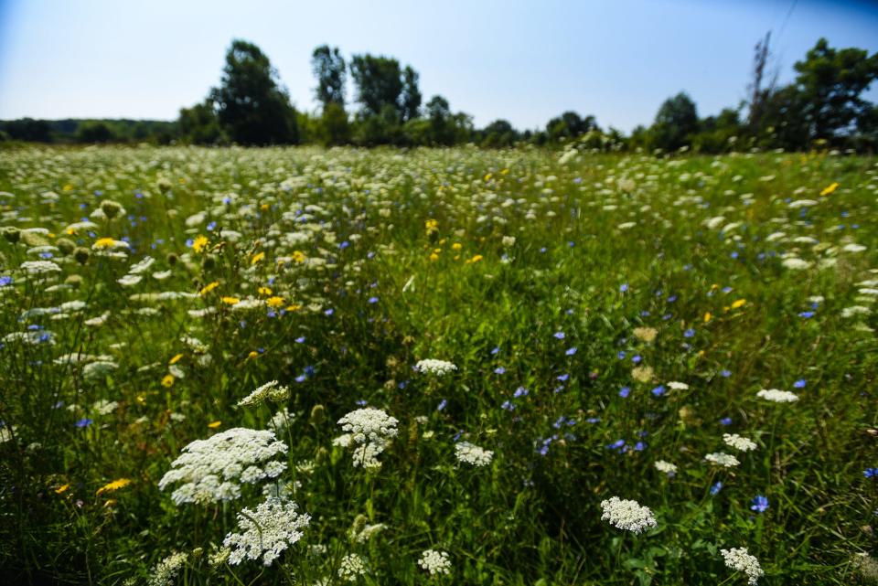 A field of native Michigan plants at Wildtype Native Plant Nursery in Alaiedon Township, seen Wednesday, Aug. 16, 2023.