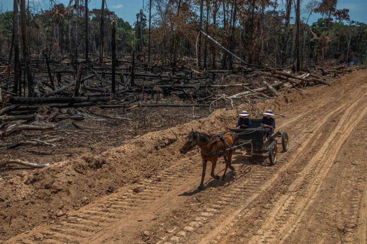 The Mennonites make the Amazon their home