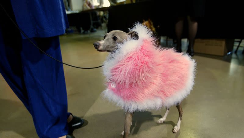 Heather, a 1-year-old Italian Greyhound from Whittier, Calif., wearing a pink coat with Ostrich collar waits for her owner to take her home Thursday, Dec. 4, 2003, in Long Beach, Calif. Heather competed in the best of breed show event of the Burbank Kennel Club judging program during the American Kennel Club national championships.