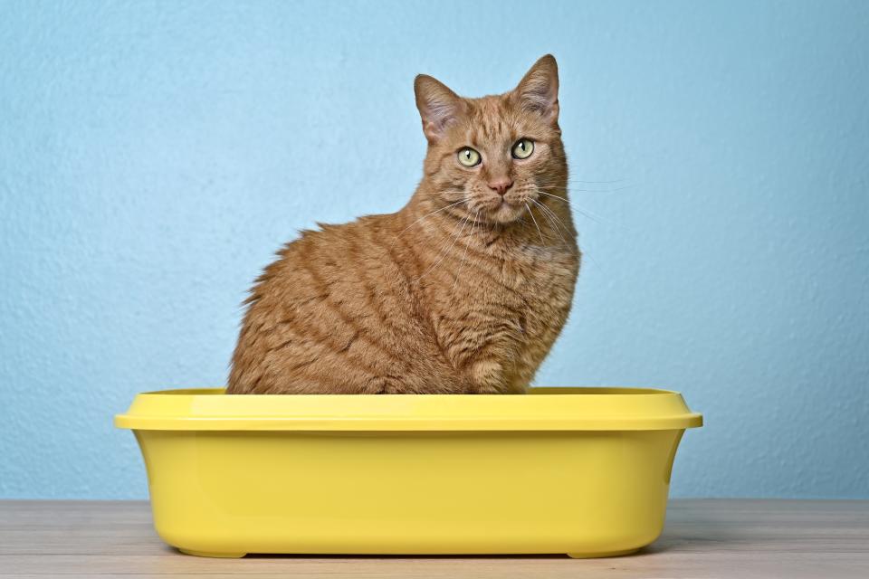 A cat sitting inside a litter box