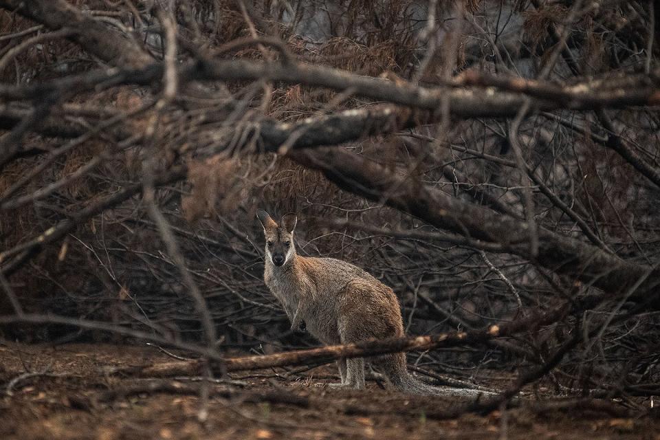 Australia Is Hiring Backpackers to Help With Bushfire Recovery