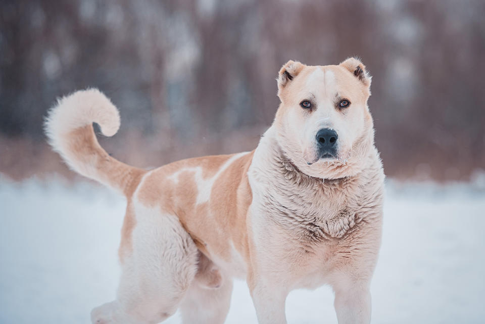 Central Asian Shepherd Dog