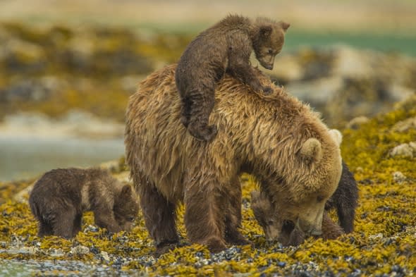Bear cubs hitch lift on mum's back