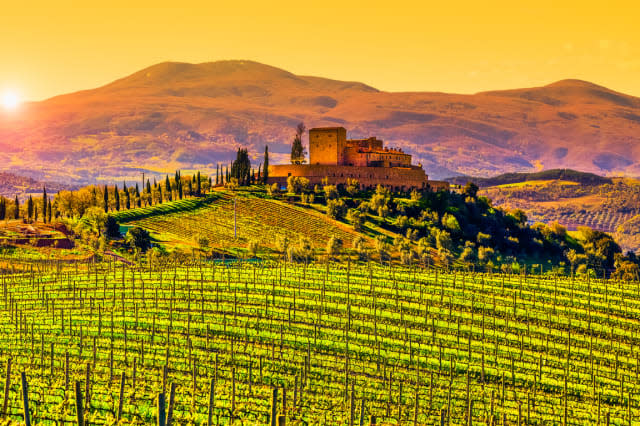 Vineyard in Tuscany