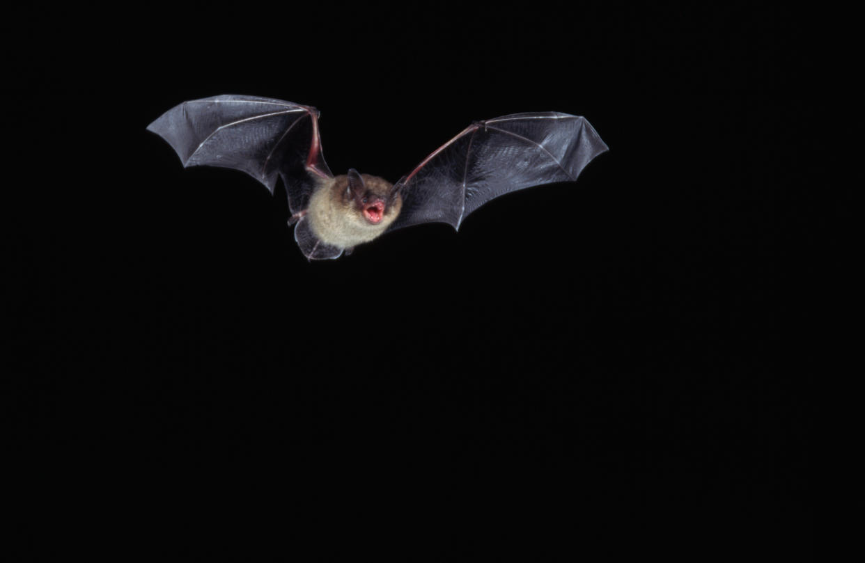 Los murciélagos también son víctimas del calentamiento global y se han visto obligados a abandonar sus hábitats (Foto:Getty)