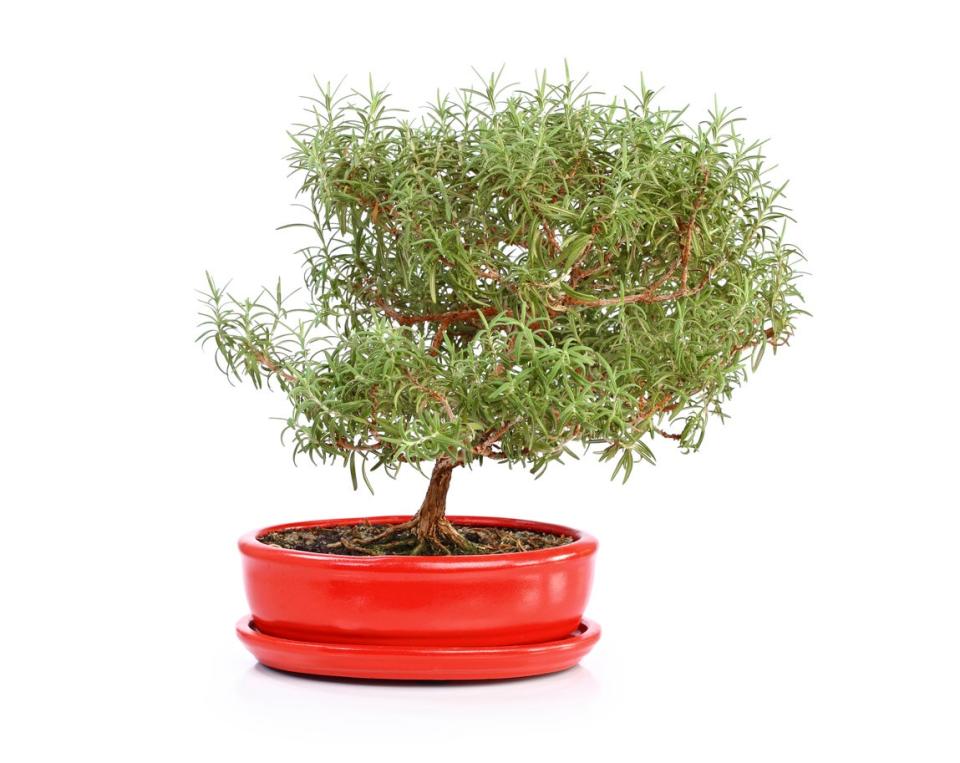 Rosemary bonsai tree in a red dish.