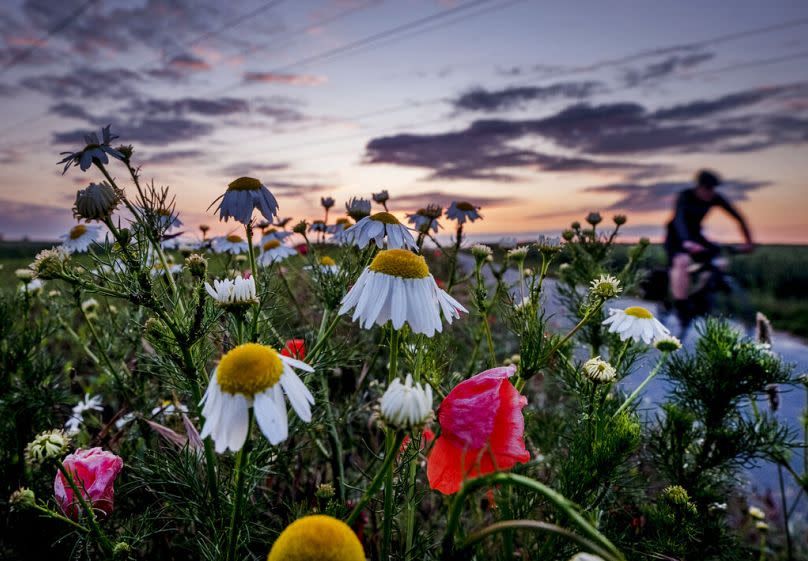 A man rides his bike on a bank of flowers on a small road on the outskirts of Frankfurt, June 2020