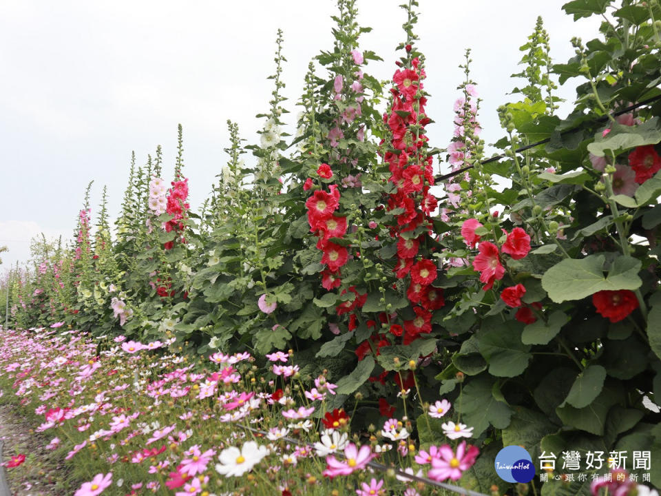 2023員林蜀葵花季　4月1日隆重開園