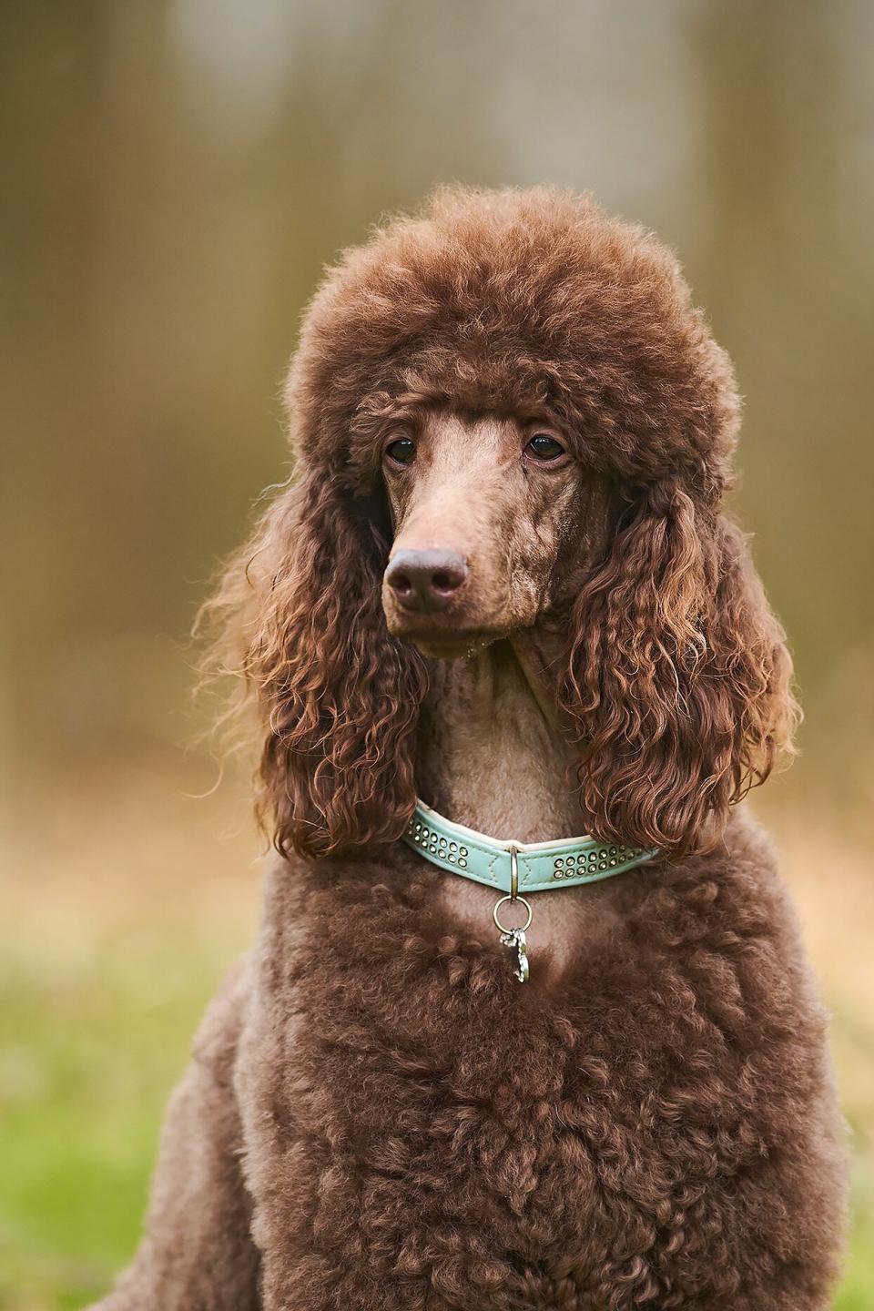 brown standard poodle wearing a teal rhinestone collar