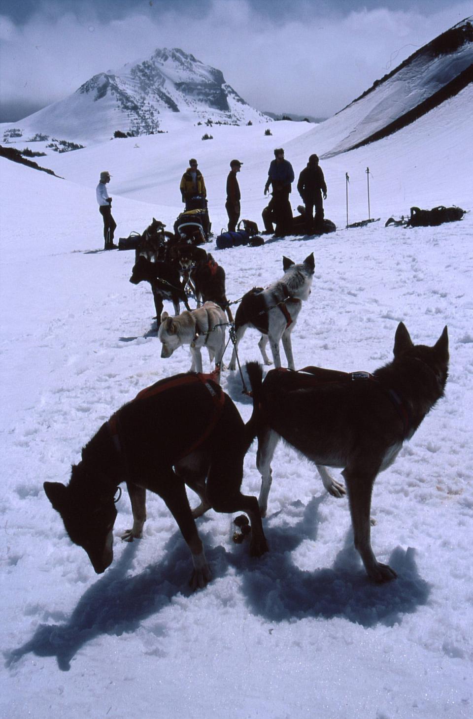 Sled dogs are seen on Broken Top during an "Oregon Field Guide" trip.