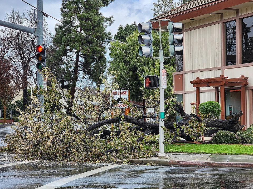 灣區周日遭遇強風暴雨，聖他克拉拉市一棵樹木被大風颳倒。(記者孫愛薇╱攝影)