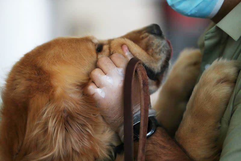 FILE PHOTO: Sniffer dogs trained to detect the coronavirus disease (COVID-19) in highly frequented places in Santiago