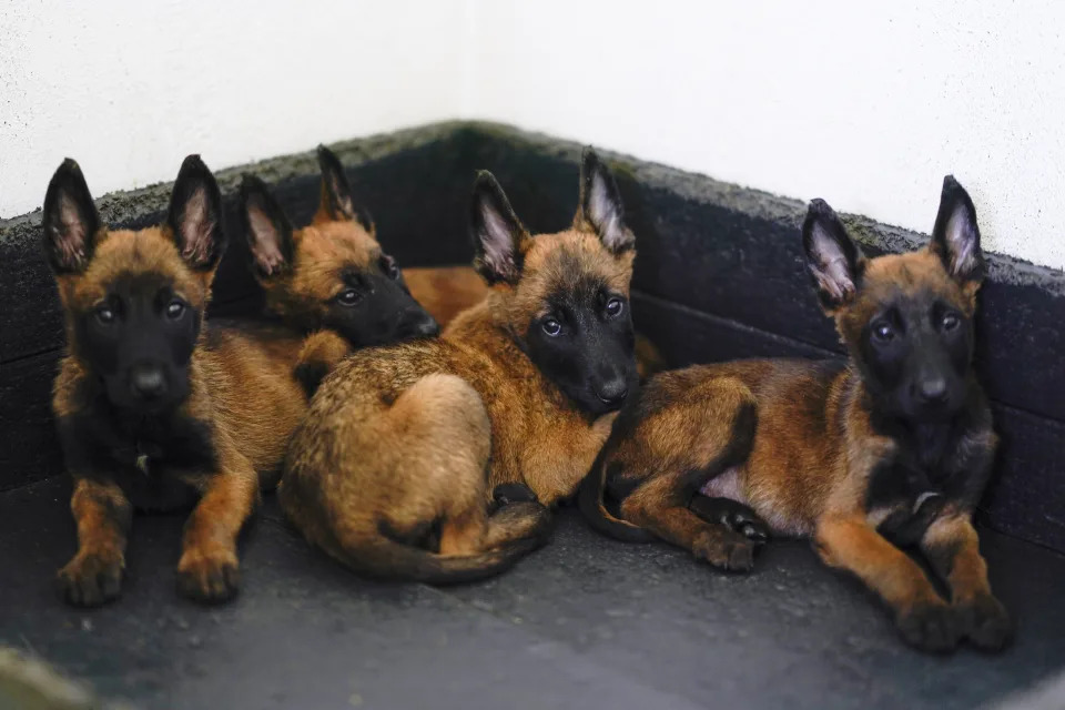 Belgian Malinois puppies rest at the Mexican Army and Air Force Canine Production Center in San Miguel de los Jagueyes, Mexico, Tuesday, Sept. 26, 2023. The puppies will one day become rescue dogs or drugs and explosives’ detectors after get basic training at the center. (AP Photo/Eduardo Verdugo)