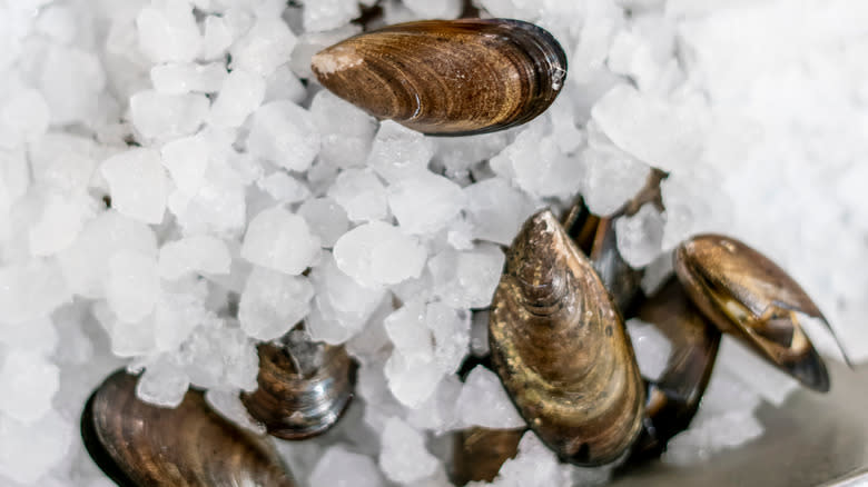 Mussels on ice