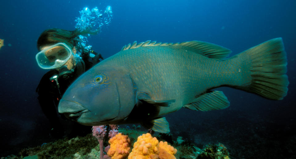 A photo of a diver swimming with an Eastern Blue Groper in Jervis Bay, NSW.