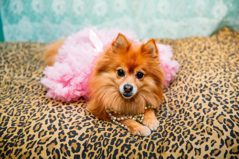 Dog Wearing Tutu