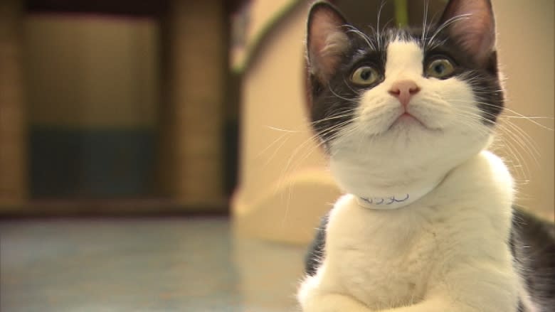 Annapolis Valley pet food bank set up to help animals in need