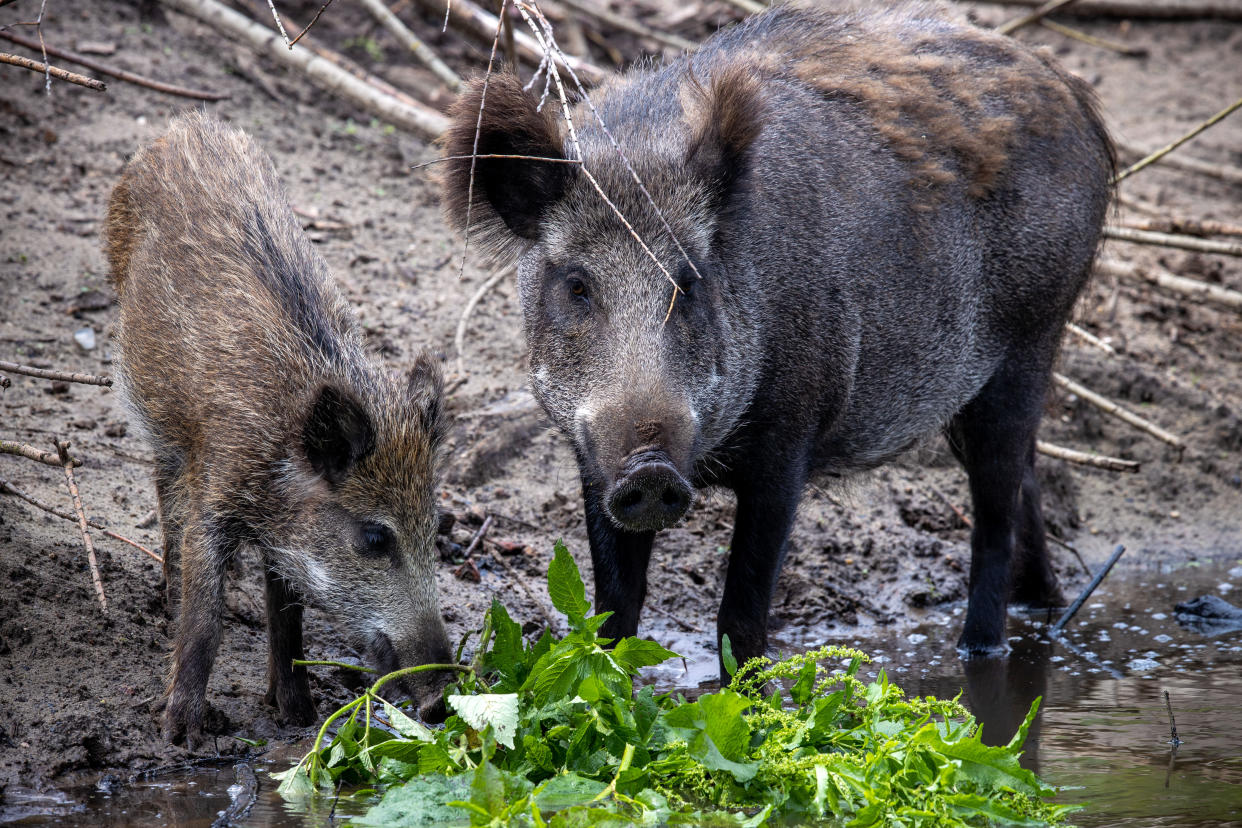 19 June 2020, Mecklenburg-Western Pomerania, Kaliss: Wild boars are standing in a game preserve. In the northeast there are too many wild boars according to the forestry authorities. Not only because of the threat of African swine fever, the animals are increasingly hunted. Photo: Jens Büttner/dpa-Zentralbild/ZB (Photo by Jens Büttner/picture alliance via Getty Images)