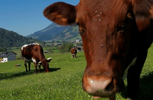 Austrian farmer ordered to pay widower over fatal cow attack