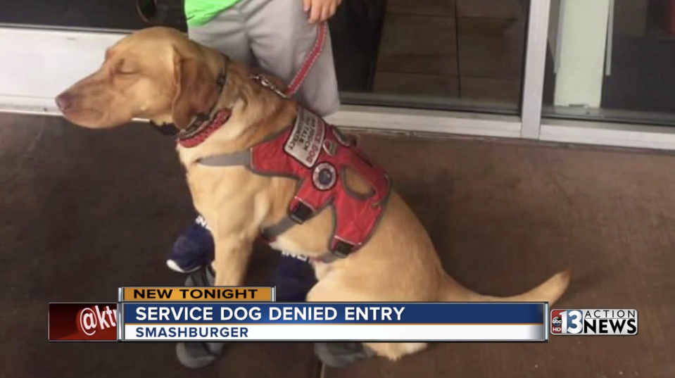 A 9-year-old boy and his service dog Medic weren't welcome at a Las Vegas Smashburger. (Screenshot: KTNV)