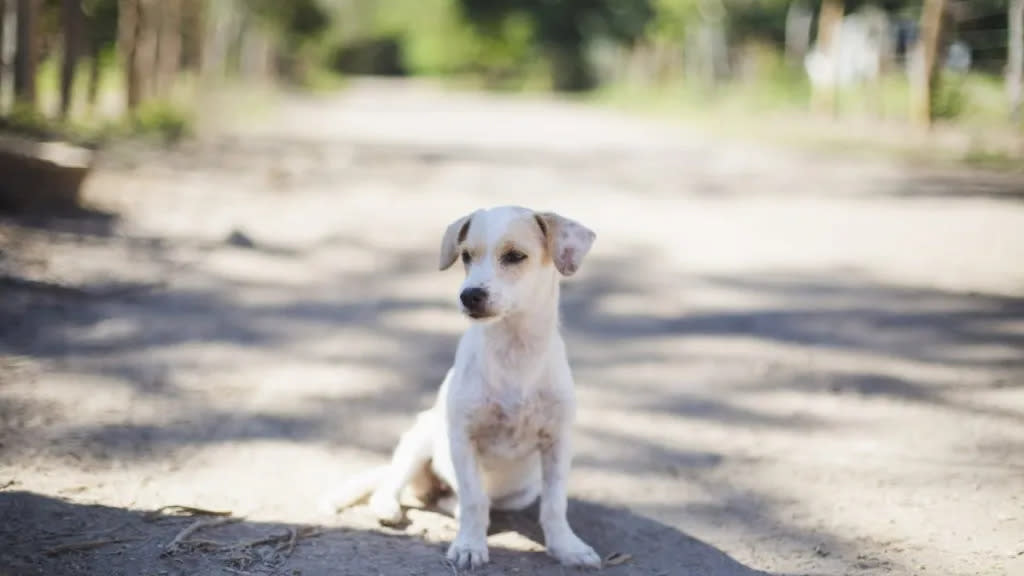 a stray puppy on the street similar to the puppy who was delivered by a DoorDash driver in Massachusetts.