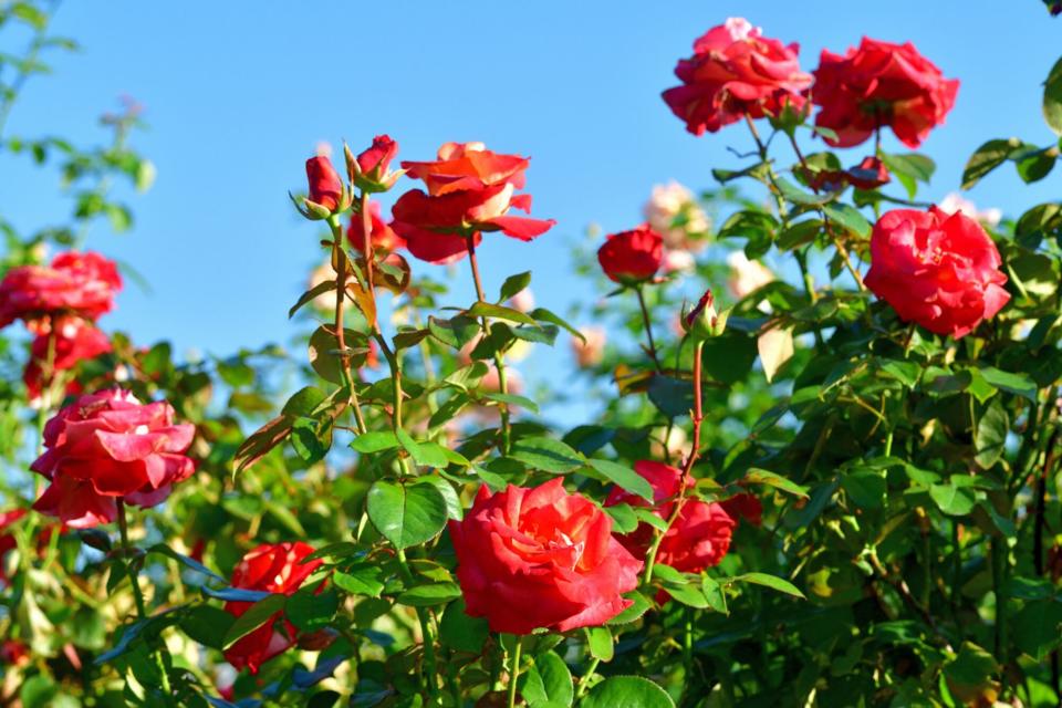 blooming red rose bush against blue sky
