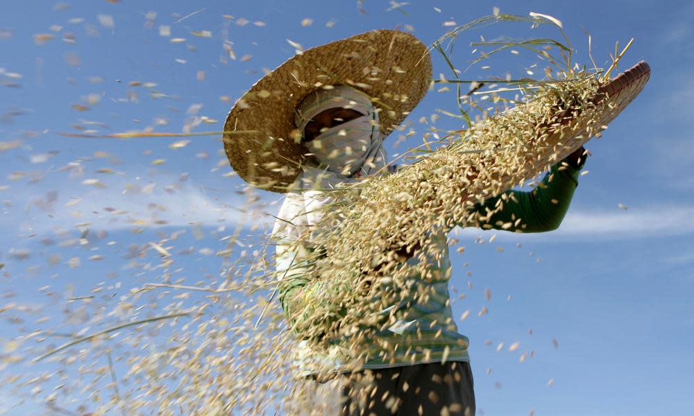 A farmer sifts rice in the Philippines: A drop in the nutritiousness of rice could have profound health effects