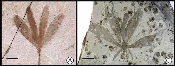 The hangingfly <em>J. ginkgofolia</em> (right), which mimics the appearance of a leaf from the ginkgo-like tree <em>Y. capituliformis</em> (left). Scale bars: 10 mm.