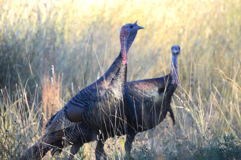 These two young gobblers are slipping through tall grass during their daily travels searching for hens at Camp Verde Ranch south of Kerrville. Rio Grande turkeys are gobbling and strutting right now.