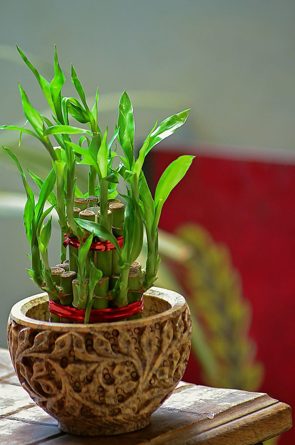7) Lucky Bamboo Plant