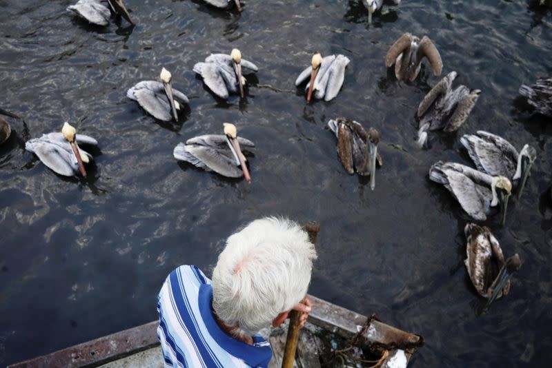 Leonardo Carrillo, de 62 años, alimenta una colonia de pelícanos que llega a pasar el verano a la playa de Guanimar, en Cuba. Marzo 11, 2021. REUTERS/Alexandre Meneghini