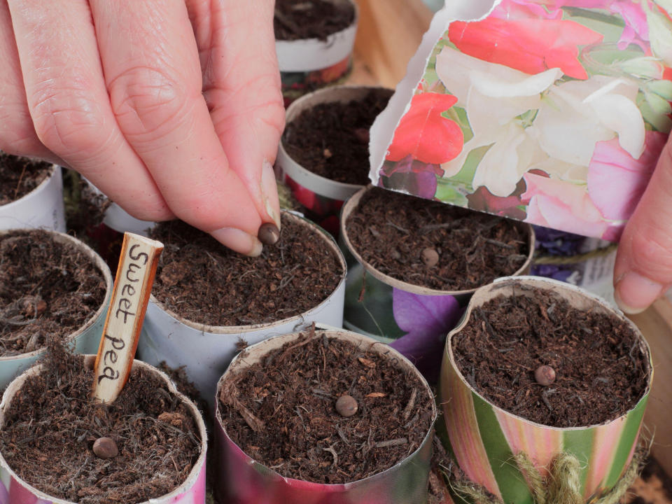 sweet pea seeds