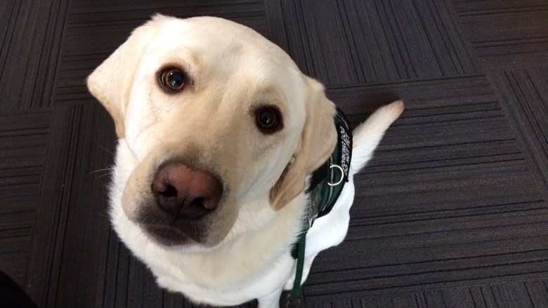 Dandy the trauma dog makes victims of tragedy feel better, 1 cuddle at a time