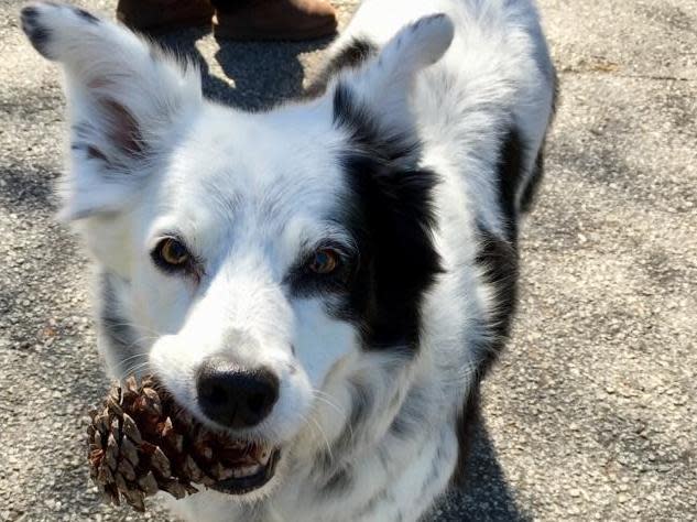 Many owners struggle to teach their dogs to sit, fetch or even bark on command, but John Pilley, a retired psychiatrist, taught his border collie to understand more than 1,000 nouns, a feat that earned them both worldwide recognition.In 2004, Mr Pilley bought a black-and-white border collie he named Chaser.For three years, Mr Pilley trained her for four to five hours a day. He showed her an object, said its name up to 40 times, then hid it and asked her to find it.He used 800 cloth animal toys, 116 balls, 26 Frisbees and an assortment of plastic items to ultimately teach Chaser 1,022 nouns.Chaser died on Tuesday at 15. She had been living with Mr Pilley’s wife, Sally, and their daughter Robin in Spartanburg, South Carolina. Mr Pilley died last year at 89.Another daughter, Pilley ​Bianchi, said on Saturday that Chaser had been in declining health in recent weeks.“The vet really determined that she died of natural causes,” Ms Bianchi said. “She went down very quickly.”Ms Bianchi, who helped her father train Chaser, said the dog was buried in the backyard with the family’s other beloved dogs and with some of her father’s ashes.“What we would really like people to understand about Chaser is that she is not unique,” Ms Bianchi said.“It’s the way she was taught that is unique. We believed that my father tapped into something that was very simple: he taught Chaser a concept which he believed worked infinitely greater than learning a hundred behaviours.”Ms Bianchi said her father’s experiment was “uncharted territory” in animal cognition research, pointing to news media coverage calling Chaser “the world’s smartest dog”.“Her language learning is very high-level, powerful science,” she said.Chaser understood that words have independent meaning and understood common nouns as well as proper nouns, Ms Bianchi said.Greg Nelson, a veterinarian at Central Veterinary Associates in Valley Stream, New York, said humans were learning that animals have a deeper understanding of the world around them.“People have always been under the belief that animals respond to commands based on a rewards system,” he said.“Learn limited commands and tricks, then get a treat.” But “they do have a language among themselves, spoken and unspoken,” he added.New York Times