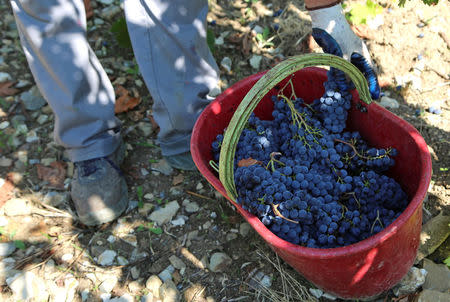 A worker harvest grapes in Nipozzano, Italy, September 21, 2017. Picture taken September 21, 2017. REUTERS/Isla Binnie