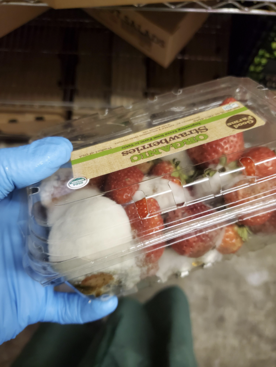 A gloved hand holds a plastic container of organic strawberries showing signs of mold and decay inside a storage area