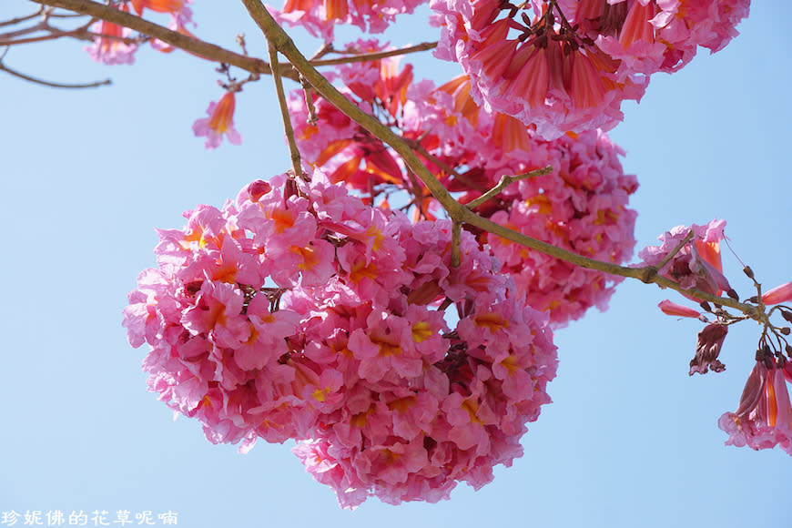 屏東新埤鄉綜合休閒公園｜向日葵花海