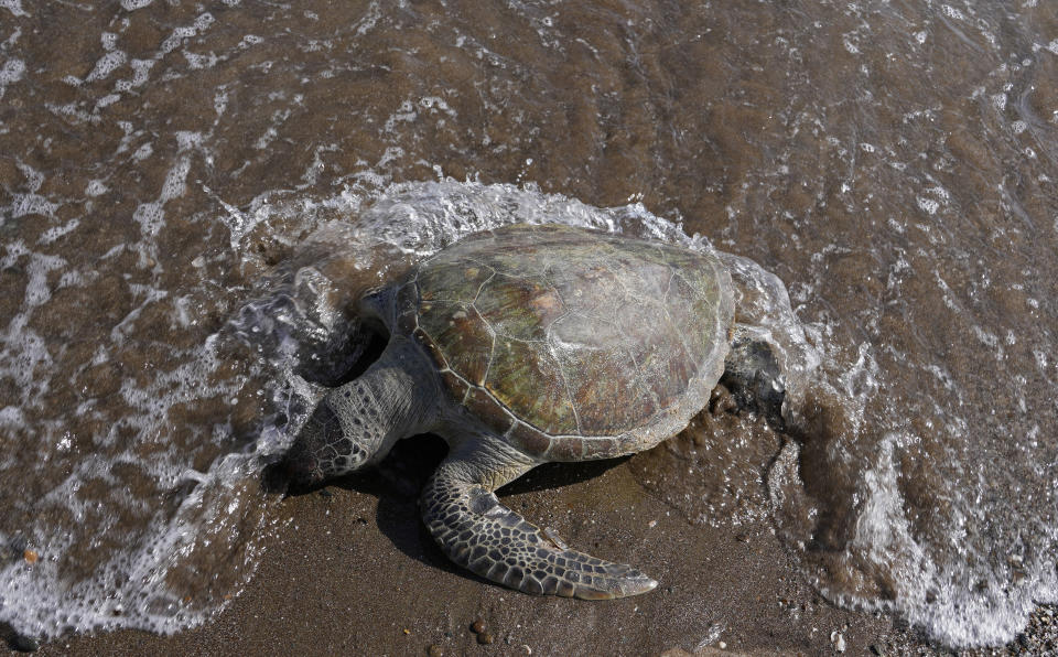FILE - A dead green sea turtle washes up on the beach in the Khor Kalba Conservation Reserve, in the city of Kalba, on the east coast of the United Arab Emirates, Tuesday, Feb. 1, 2022. More than one in five species of reptiles worldwide, including the green sea turtle, are threatened with extinction, according to a comprehensive new assessment of thousands of species published Wednesday, April 27, 2022, in the journal Nature. (AP Photo/Kamran Jebreili, File)