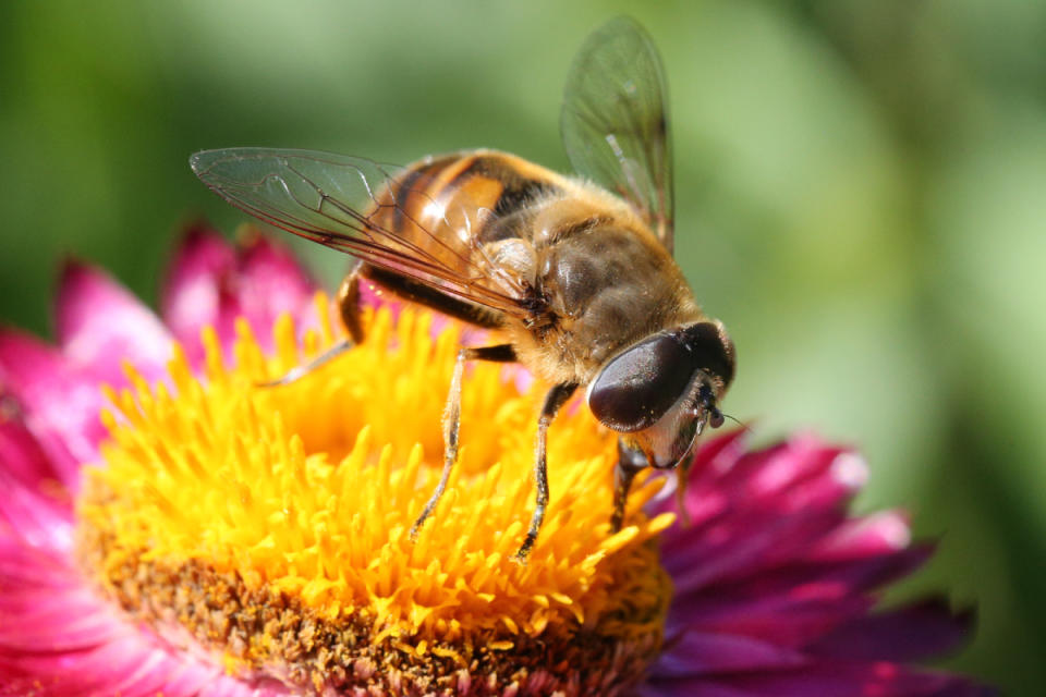 Drone fly on flower