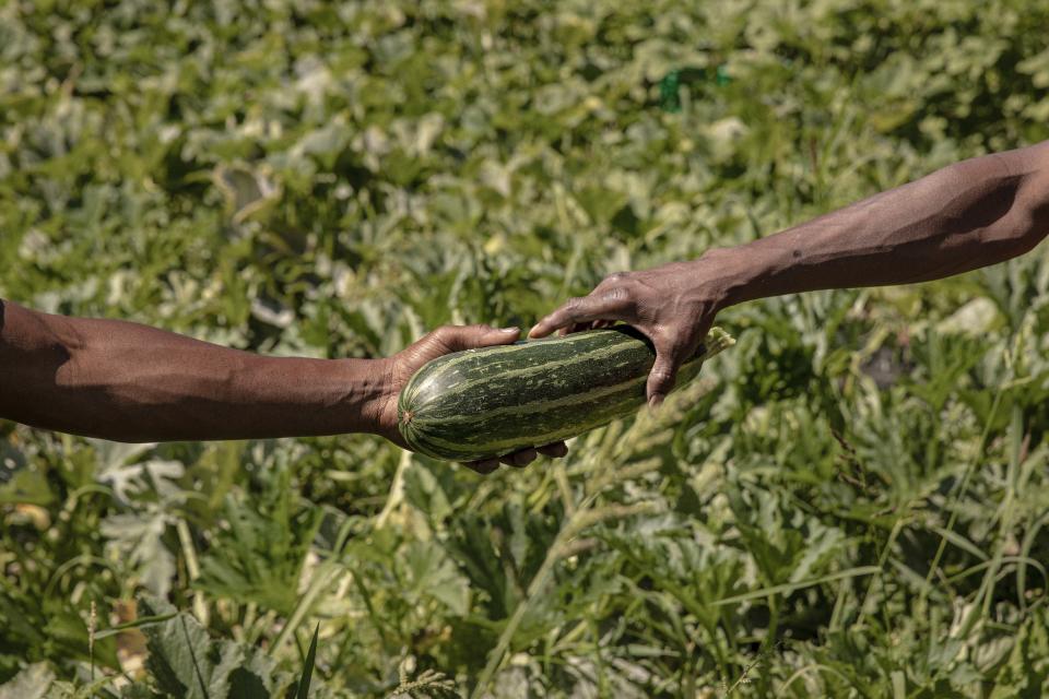 In this Friday, Aug. 9, 2019, photo, employees work at Growing Home, Inc's farm in Chicago's neighborhood of Englewood. Atlanta, Chicago and other large cities across the country are taking a multi-pronged approach to bringing healthy diets to "food deserts," mostly low-income neighborhoods located miles away from the nearest supermarket. Their initiatives include fresh-produce stands at mass-transit stations, urban gardens, and partnerships with rideshare companies to ferry residents to grocery stores and farmers markets. The goal is to reduce health disorders and empower low-income communities. (AP Photo/Amr Alfiky)