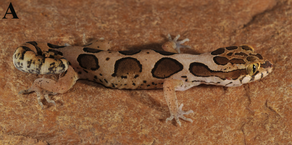 The new species Geckoella relictus or the Relict gecko.