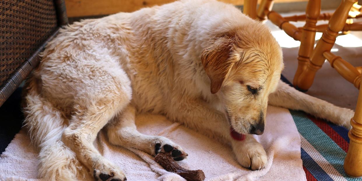 A dog licking his paw.