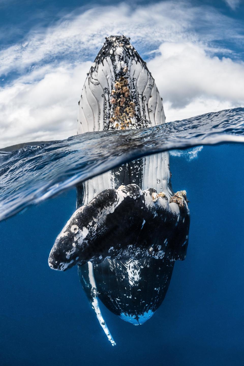 <strong>Winner: "Humpback whale spy hopping"</strong>