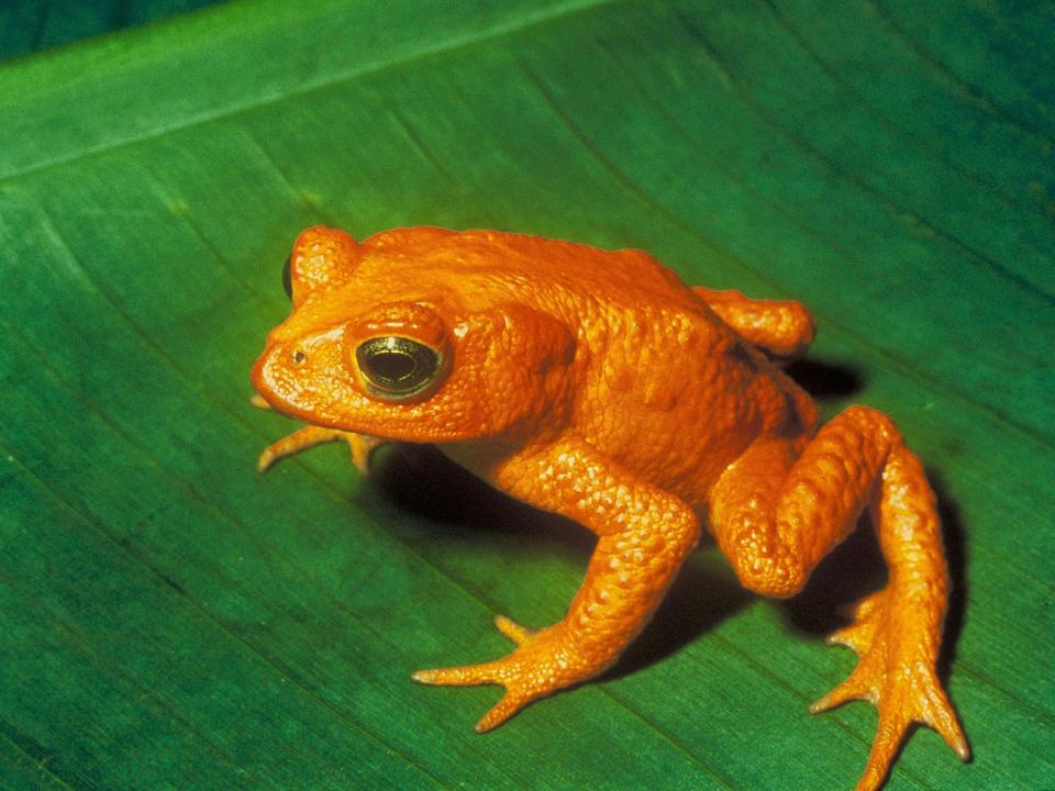 Frogs, salamanders and toads suffering ‘catastrophic population decline’, scientists say