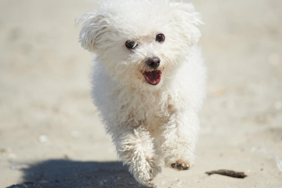 little dog runs on the beach smallest dog breeds