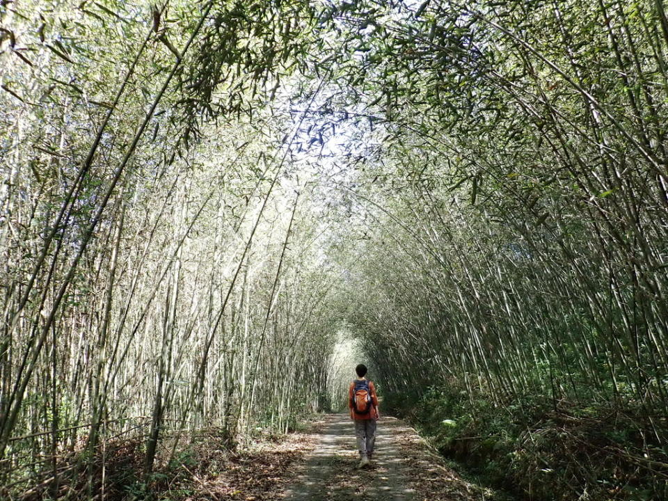 屯阿巴娜步道