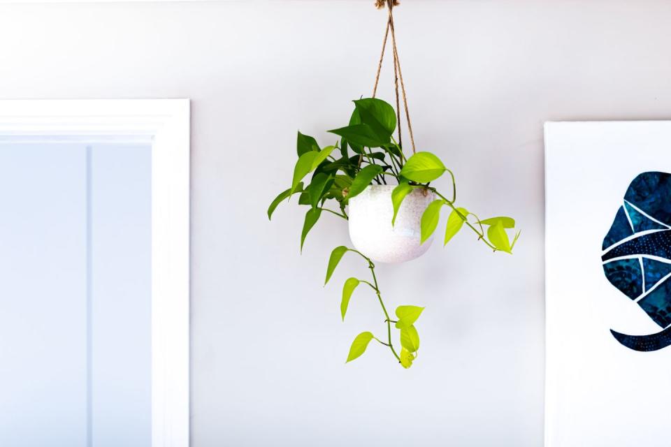 hanging plant from the ceiling, trailing plant